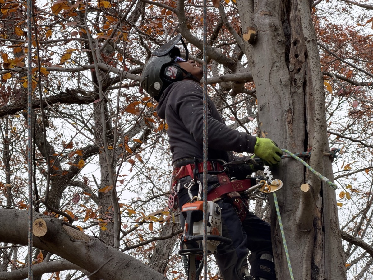 Arborist climbing tree with safety gear in Annapolis