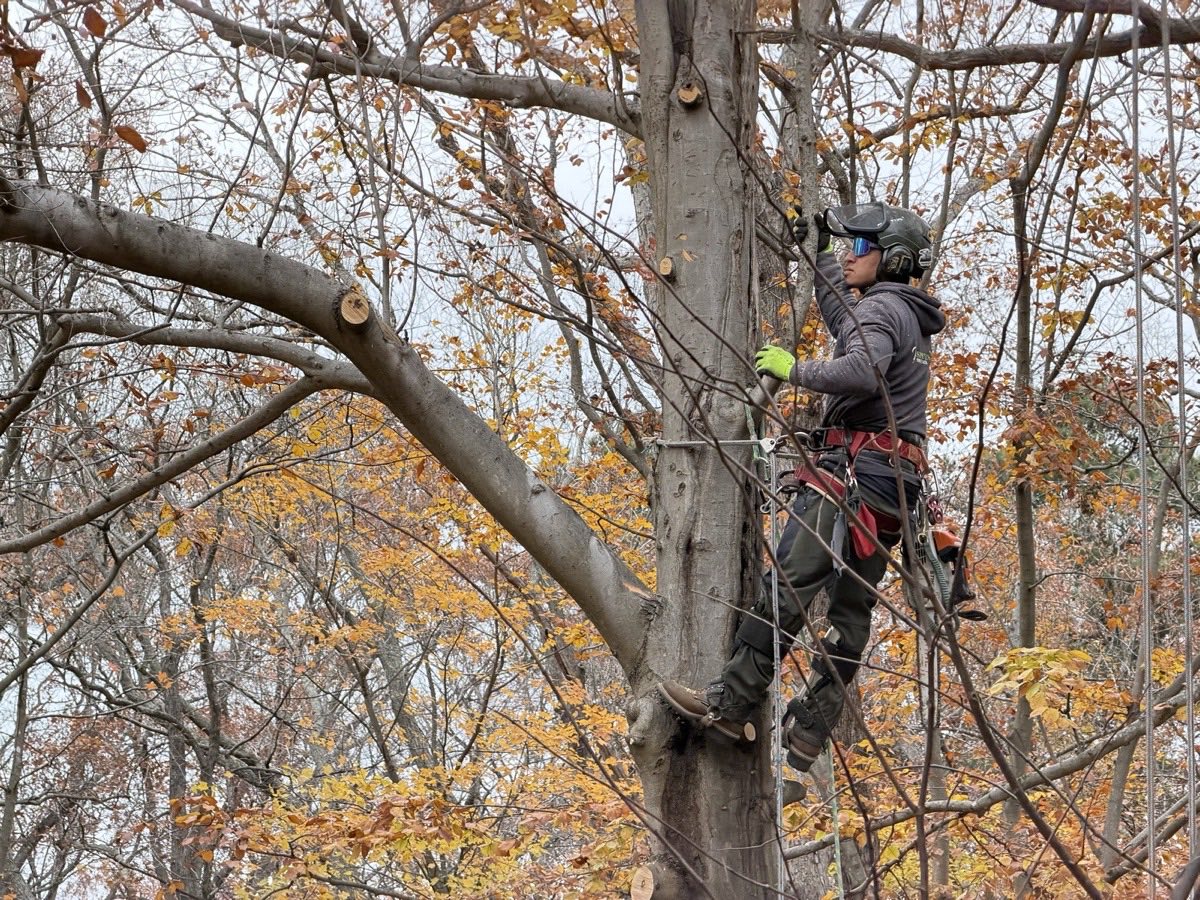 Arborist pruning tree branches in fall