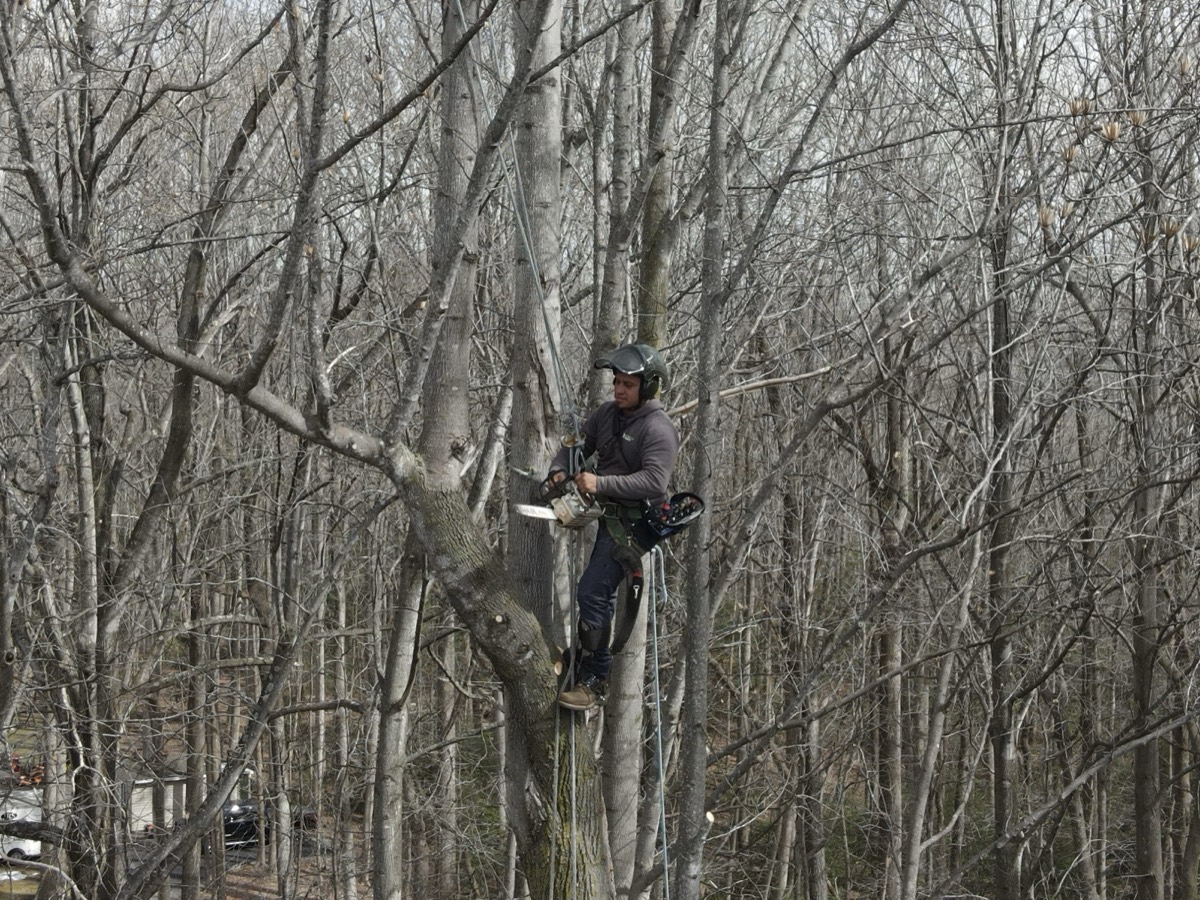 Arborist performing winter tree work