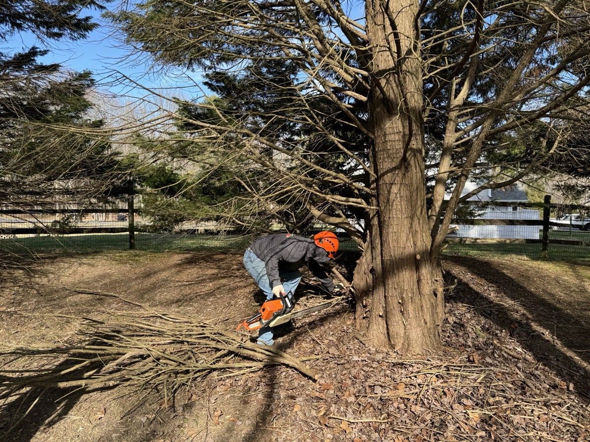 Tree stump being cut and prepared for grinding in Annapolis