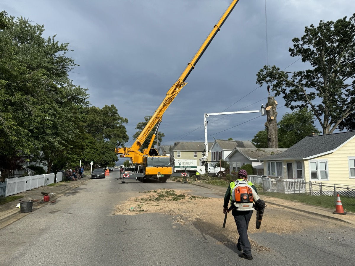 Crane removing large tree from residential street