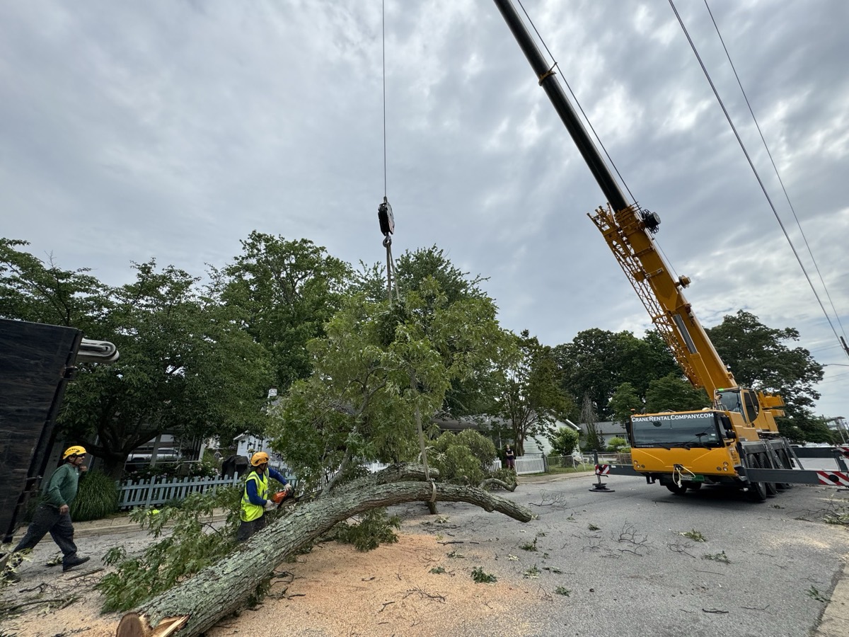 Crane-assisted tree removal in Annapolis MD